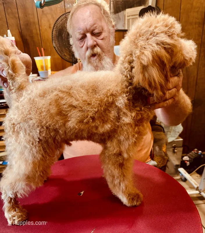 Red M 3 – Poodle - Miniature  puppy for sale in Lake Charles, LA