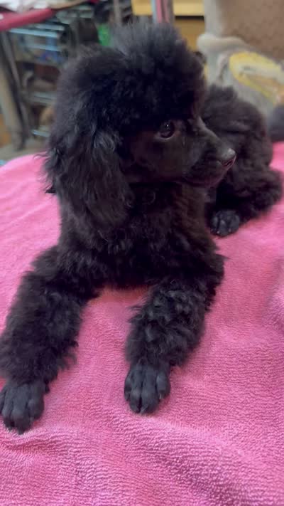 Black Toy, a female Poodle - Toy  for sale in Lake Charles, LA – 4 of 5