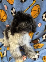 MorkiepooM, a female Poodle - Toy  and Morkie for sale in Lake Charles, LA – 2 of 4