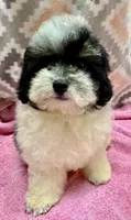 Morkiepoo F  Panda, a male Poodle - Toy  and Morkie for sale in Lake Charles, LA – 5 of 7