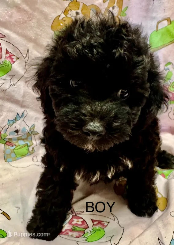 Yorkiepoo – Yorkipoo puppy for sale in Lake Charles, LA