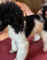 Blk/wht Minature Poodle , a male Poodle - Miniature  for sale in Lake Charles, LA – 2 of 7