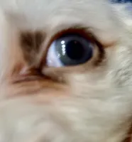 Blueyes+Longct+LIVER+M+BAER+4, a male Dalmatian for sale in Lake Charles, LA – Photo 2 of 7