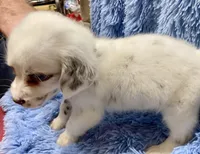 Blueyes+Longct+LIVER+M+BAER+4, a male Dalmatian for sale in Lake Charles, LA – Photo 5 of 7