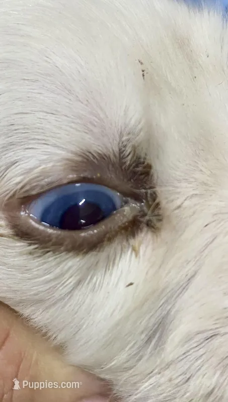 Blueyes+Longct+LIVER+M+BAER+4