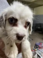 Blueyes+Longct+LIVER+M+BAER+4, a male Dalmatian for sale in Lake Charles, LA – Photo 4 of 7