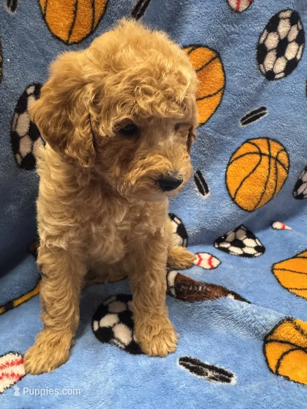 Red w/White Mark Parti M 2 – Poodle - Miniature  puppy for sale in Lake Charles, LA