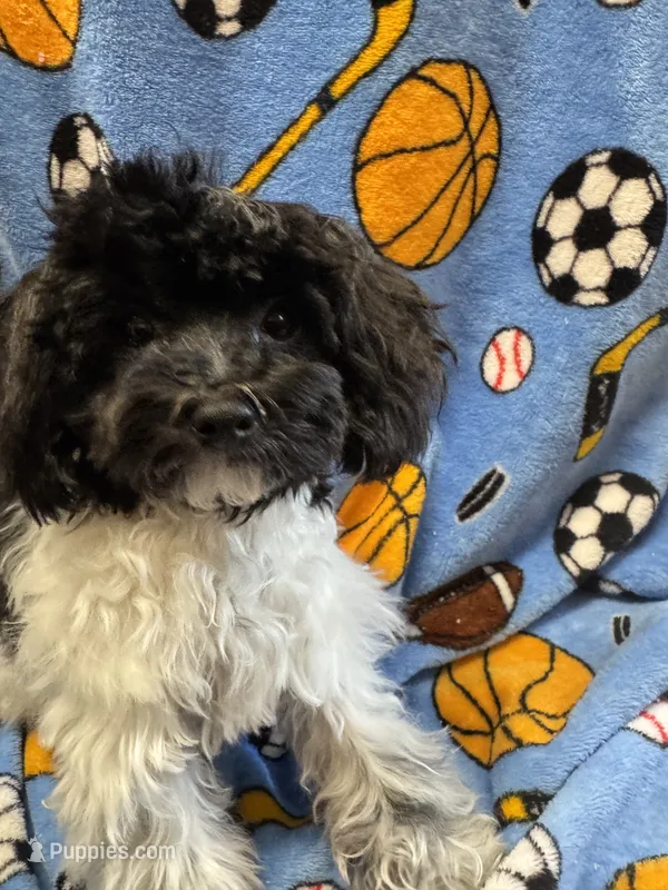 MorkiepooM – Poodle - Toy , Morkie puppy for sale in Lake Charles, LA