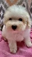 Morkiepoo F  Panda, a male Poodle - Toy  and Morkie for sale in Lake Charles, LA – 6 of 7