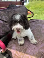 MorkiepooM, a male Poodle - Toy  and Morkie for sale in Lake Charles, LA – 5 of 6