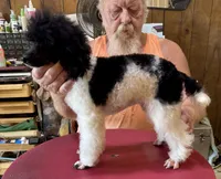 Blk/wht Minature Poodle , a male Poodle - Miniature  for sale in Lake Charles, LA – 6 of 7