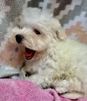 Morkiepoo F  Panda, a male Poodle - Toy  and Morkie for sale in Lake Charles, LA – 4 of 7