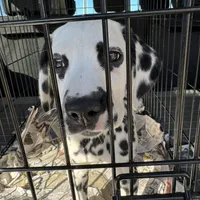 F-Black-SC-BAER, a female Dalmatian for sale in Lake Charles, LA – Photo 4 of 4