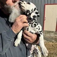 F-Black-SC-BAER, a female Dalmatian for sale in Lake Charles, LA – Photo 3 of 4
