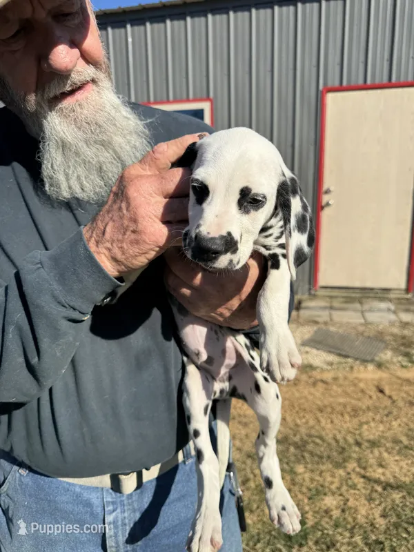 F-Black-SC-BAER – Dalmatian puppy for sale in Lake Charles, LA