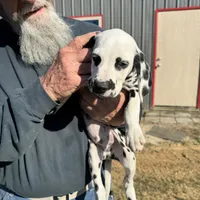 F-Black-SC-BAER, a female Dalmatian for sale in Lake Charles, LA – Photo 2 of 4