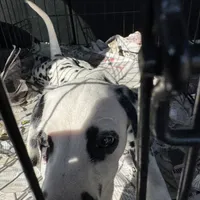 F-Black-SC-BAER, a female Dalmatian for sale in Lake Charles, LA – Photo 1 of 4