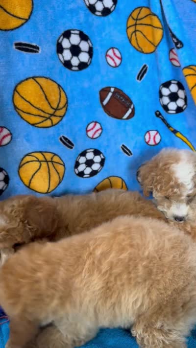 Red w/White Mark Parti M 2, a male Poodle - Miniature  for sale in Lake Charles, LA – 9 of 9