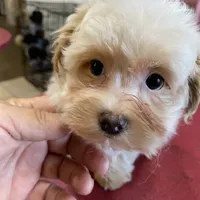 MorkiepooF, a female Poodle - Toy  and Morkie for sale in Lake Charles, LA – Photo 1 of 9
