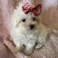 MorkiepooF, a female Poodle - Toy  and Morkie for sale in Lake Charles, LA – Photo 7 of 9