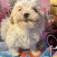 MorkiepooF, a female Poodle - Toy  and Morkie for sale in Lake Charles, LA – Photo 4 of 9