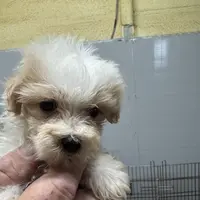 MorkiepooF, a female Poodle - Toy  and Morkie for sale in Lake Charles, LA – Photo 9 of 9