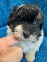 PandaBear2, a male Poodle - Toy  and Morkie for sale in Lake Charles, LA – Photo 2 of 10