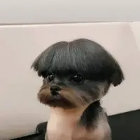 PandaBear2, a male Poodle - Toy  and Morkie for sale in Lake Charles, LA – Photo 4 of 10