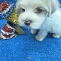 PandaBear2, a male Poodle - Toy  and Morkie for sale in Lake Charles, LA – Photo 7 of 10