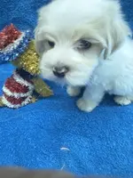 PandaBear2, a male Poodle - Toy  and Morkie for sale in Lake Charles, LA – Photo 7 of 10