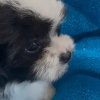 PandaBear2, a male Poodle - Toy  and Morkie for sale in Lake Charles, LA – Photo 10 of 10