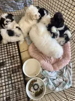 PandaBear2, a male Poodle - Toy  and Morkie for sale in Lake Charles, LA – Photo 8 of 10