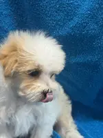 PandaBear2, a male Poodle - Toy  and Morkie for sale in Lake Charles, LA – Photo 9 of 10