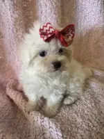 PandaBear2, a male Poodle - Toy  and Morkie for sale in Lake Charles, LA – Photo 5 of 10