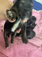 PandaBear2, a male Poodle - Toy  and Morkie for sale in Lake Charles, LA – Photo 6 of 10