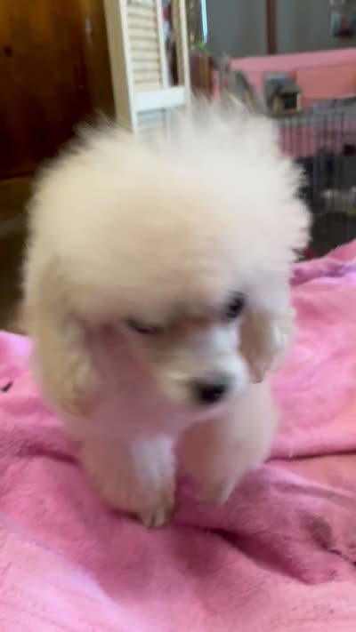 Tcup Toy Poodle , a female Poodle - Toy  for sale in Lake Charles, LA – 4 of 4