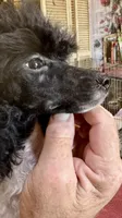Blk/wht Minature Poodle , a male Poodle - Miniature  for sale in Lake Charles, LA – 7 of 7