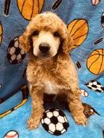 Red M 3, a male Poodle - Miniature  for sale in Lake Charles, LA – 2 of 8