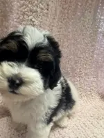 processed/f62232a1-6b67-4fc6-8182-5fd805a55843/listing/9ac7a2c2-761b-45e9-b0d8-bcf8b3d24157/22187f71-e064-4c6b-9950-6708ef6ff1cc