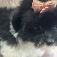 PaNdaBear4, a male Maltipoo and Yorkshire Terrier for sale in Lake Charles, LA – Photo 7 of 10