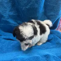 PaNdaBear4, a male Maltipoo and Yorkshire Terrier for sale in Lake Charles, LA – Photo 10 of 10
