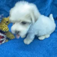 PaNdaBear4, a male Maltipoo and Yorkshire Terrier for sale in Lake Charles, LA – Photo 6 of 10