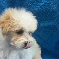 PaNdaBear4, a male Maltipoo and Yorkshire Terrier for sale in Lake Charles, LA – Photo 3 of 10