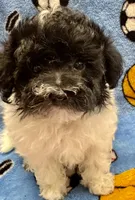 MorkiepooM Panda, a male Poodle - Toy  and Morkie for sale in Lake Charles, LA – 2 of 7
