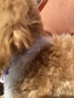 SHOW Red/W Tuxedo M, a male Poodle - Miniature  for sale in Lake Charles, LA – 5 of 7
