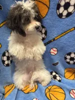 Bichonpoo, a male Bichon Frise and Poodle - Toy  for sale in Lake Charles, LA – 4 of 6
