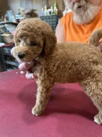  Apricot with white marks. F 2, a female Poodle - Miniature  for sale in Lake Charles, LA – 3 of 6