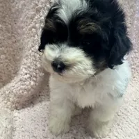 Morkipoo 2, a male Yorkipoo and Maltese for sale in Lake Charles, LA – Photo 5 of 10