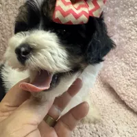 Morkipoo 2, a male Yorkipoo and Maltese for sale in Lake Charles, LA – Photo 2 of 10