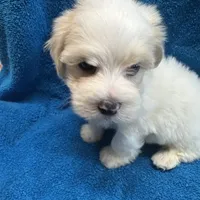 Morkipoo 2, a male Yorkipoo and Maltese for sale in Lake Charles, LA – Photo 4 of 10
